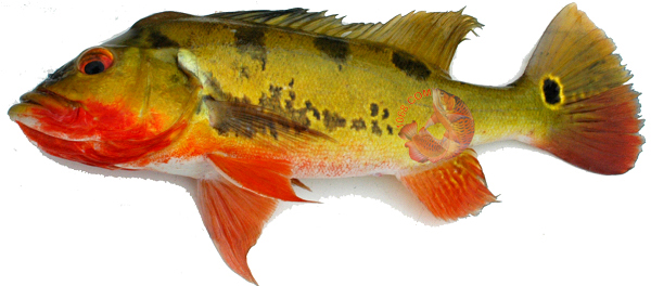 Cichla Monoculus fish